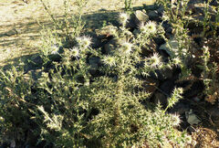 Echinops macrochaetus