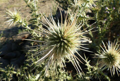 Echinops macrochaetus