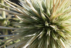 Echinops macrochaetus
