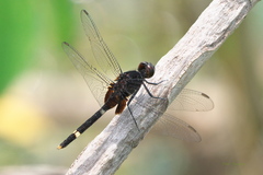 Erythemis attala