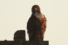 Buteo rufofuscus