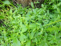 Myosotis sparsiflora