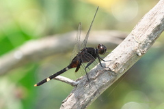 Erythemis attala