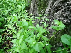 Myosotis sparsiflora