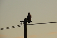 Buteo rufofuscus