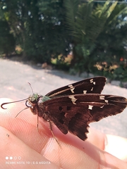 Urbanus proteus proteus