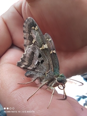 Urbanus proteus proteus