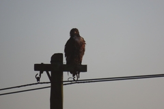 Buteo rufofuscus
