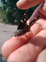 Urbanus proteus proteus