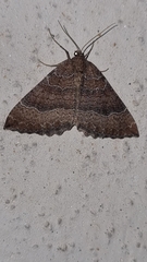 Larentia clavaria