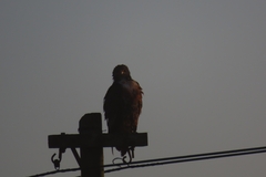 Buteo rufofuscus