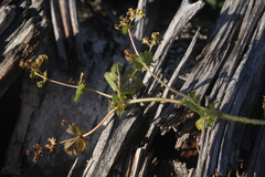 Alchemilla subcrenata