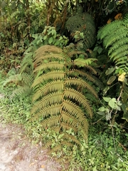 Macrothelypteris torresiana