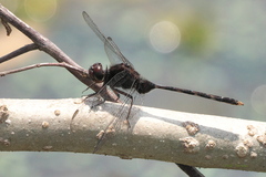 Erythemis plebeja
