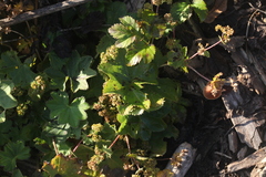 Alchemilla subcrenata