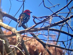 Piranga bidentata