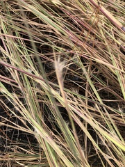 Andropogon virginicus