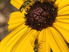 Augochlora pura