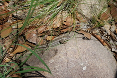 Sceloporus virgatus