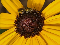 Augochlora pura