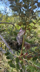 Exobasidium ferrugineae