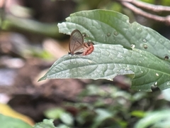 Cithaerias pireta