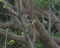 Trachyphonus vaillantii