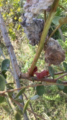 Exobasidium ferrugineae