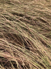 Andropogon virginicus
