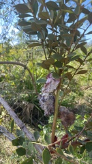 Exobasidium ferrugineae