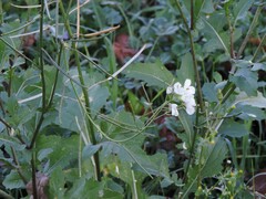 Diplotaxis erucoides