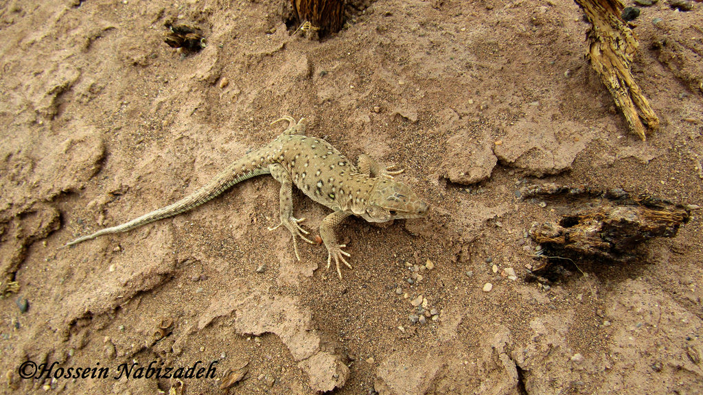 Black-Ocellated Racerunner