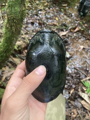 Kinosternon leucostomum