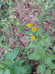 Pulicaria scabra