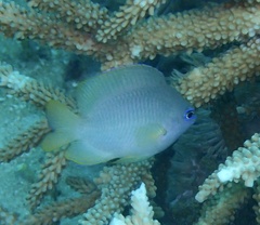 Pomacentrus amboinensis