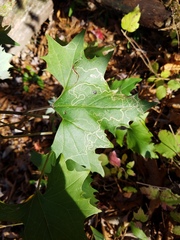 Arnoglossum atriplicifolium