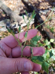 Arnoglossum atriplicifolium