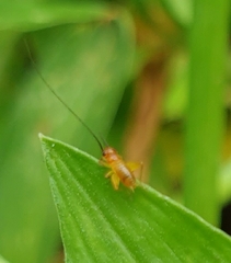 Grylloidea