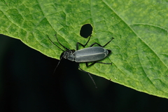 Epicauta suturalis