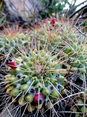 Mammillaria compressa compressa