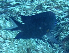 Acanthochromis polyacanthus