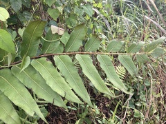 Meniscium reticulatum