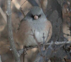 Junco hyemalis mearnsi