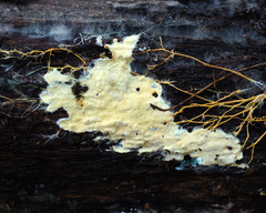 Phanerochaete burtii