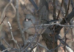 Junco hyemalis mearnsi