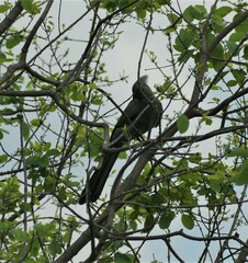 Corythaixoides concolor