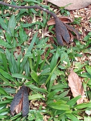 Cedrela fissilis