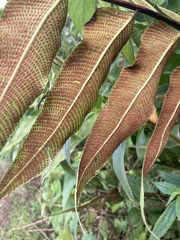 Meniscium reticulatum