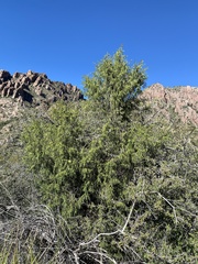 Juniperus flaccida flaccida