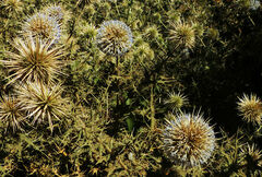 Echinops macrochaetus